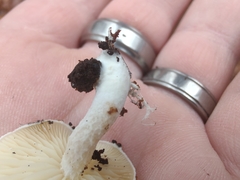 Ossicaulis lignatilis