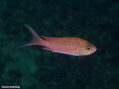 Anthias anthias