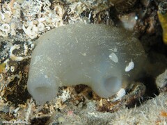 Ciona intestinalis