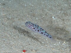 Thorogobius ephippiatus