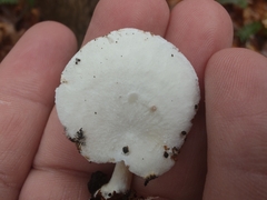 Ossicaulis lignatilis