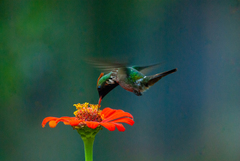 Lophornis magnificus