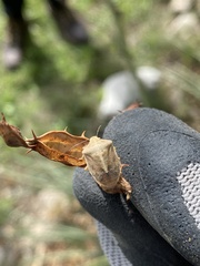 Thyanta custator accerra