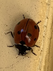 Coccinella septempunctata