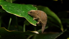 Rhampholeon platyceps