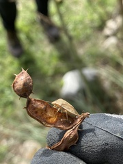 Thyanta custator accerra