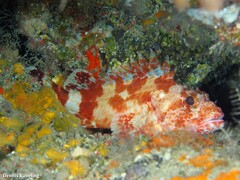 Scorpaena canariensis