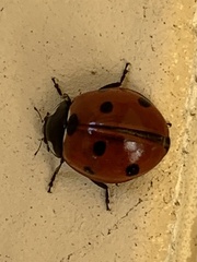 Coccinella septempunctata