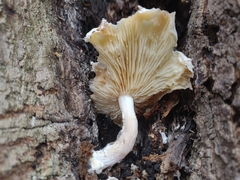 Ossicaulis lignatilis
