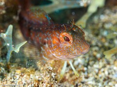 Parablennius pilicornis