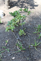 Crassula ovata