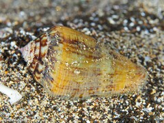 Conus guanche