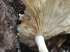 Ossicaulis lignatilis
