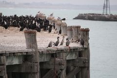 Phalacrocorax punctatus