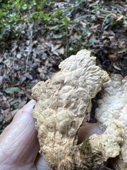 Lobaria anomala
