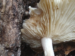 Ossicaulis lignatilis