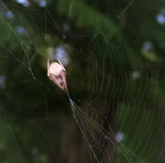 Eriophora ravilla