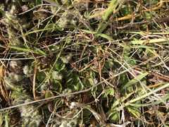 Dichondra repens