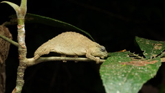 Rhampholeon platyceps