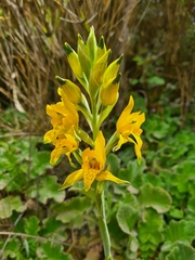 Chloraea gavilu