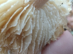 Ossicaulis lignatilis