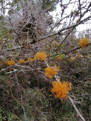 Teloschistes flavicans