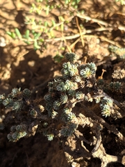 Camphorosma monspeliaca