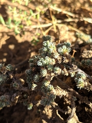 Camphorosma monspeliaca