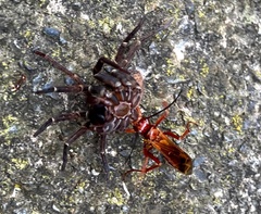 Sphictostethus nitidus