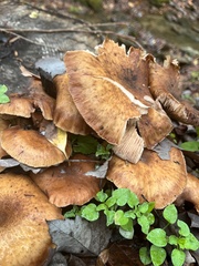 Armillaria gallica