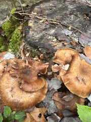 Armillaria gallica