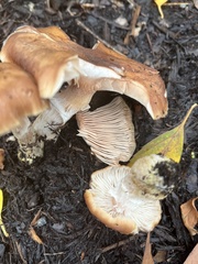 Armillaria gallica