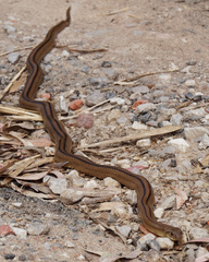 Zamenis scalaris