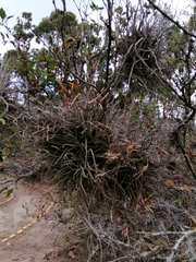 Tillandsia recurvata