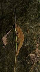 Rhampholeon platyceps