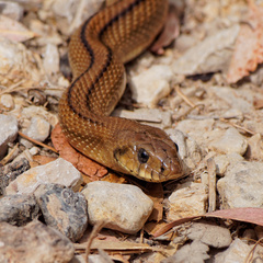 Zamenis scalaris