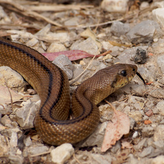 Zamenis scalaris