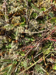 Dichondra repens