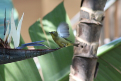 Zosterops virens virens