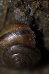 Helminthoglypta traskii