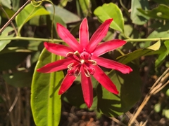 Passiflora glandulosa