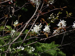 Amelanchier laevis