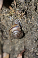 Helminthoglypta traskii