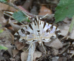 Conchylodes salamisalis
