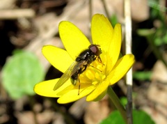 Cheilosia bergenstammi
