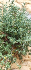 Santolina chamaecyparissus