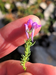 Linaria alpina