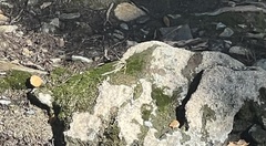 Bryum argenteum