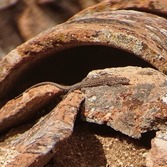 Podarcis guadarramae guadarramae