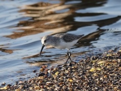 Calidris mauri